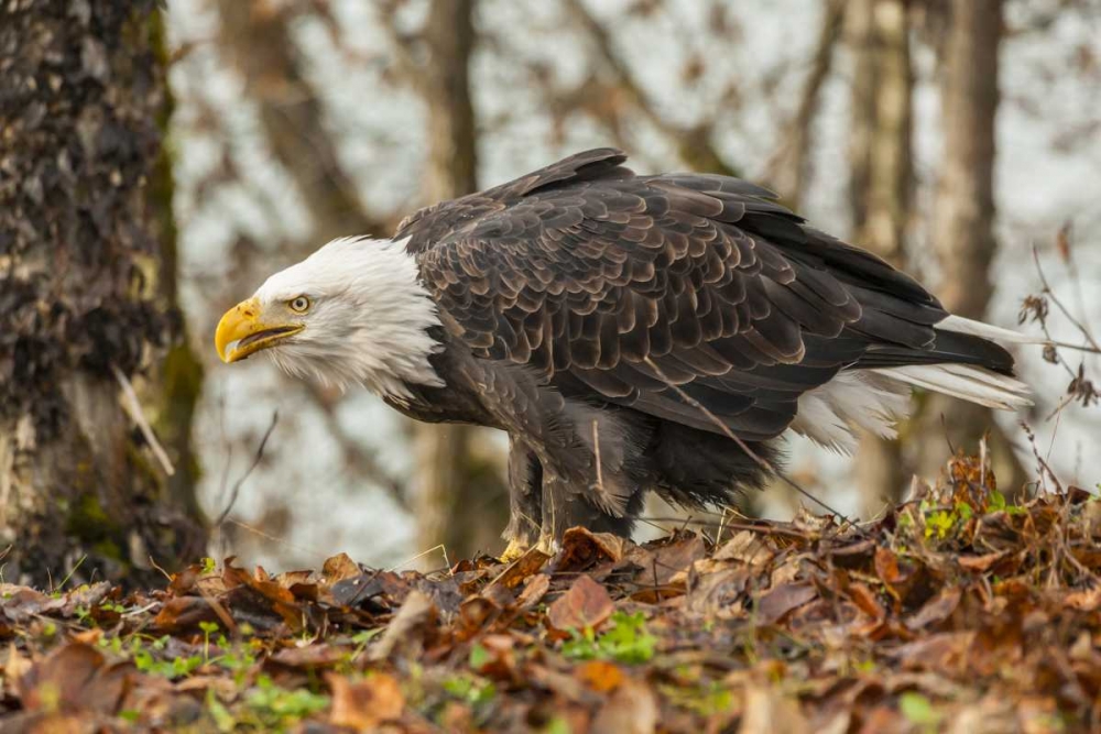 Alaska, Chilkat Preserve Bald eagle on ground